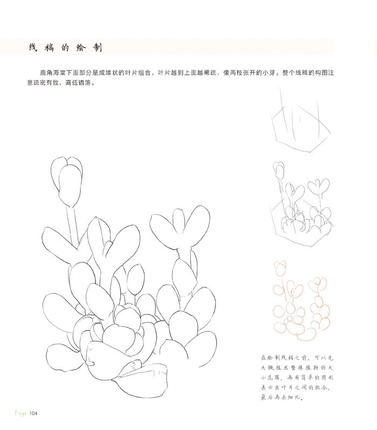 377x430 Chinese Pencil Drawing Book 38 Kinds Of Succulent Plants Painting