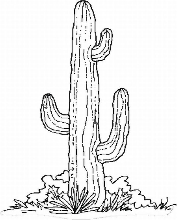 723x898 Drawn Cactus Arizona Cactus