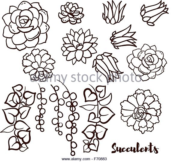 573x540 Senecio Botanical Garden Stock Photos Amp Senecio Botanical Garden