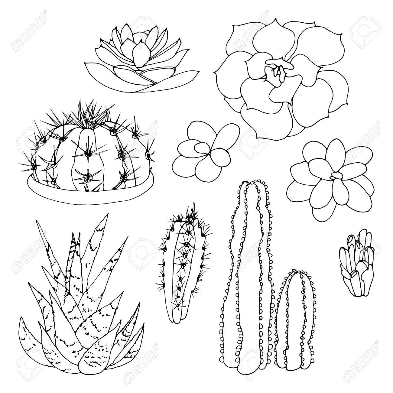 Succulents Drawing at GetDrawings | Free download