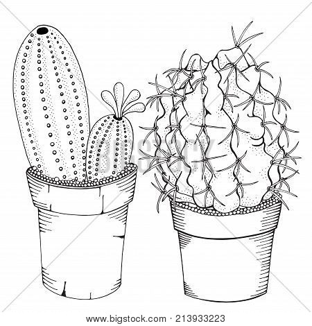 450x470 Succulent Images, Illustrations, Vectors