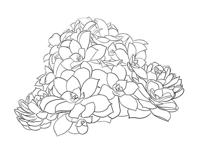 800x643 Succulents Photographic Prints By Brbmcring Redbubble