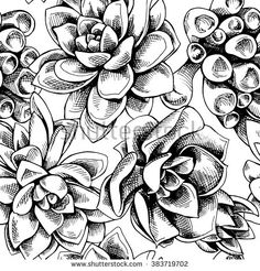 236x246 Succulent Drawings