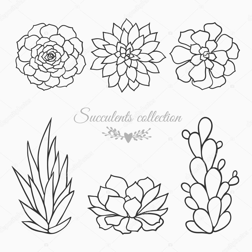 1024x1024 Succulents Vector Sketch Stock Vector Harmonia Green