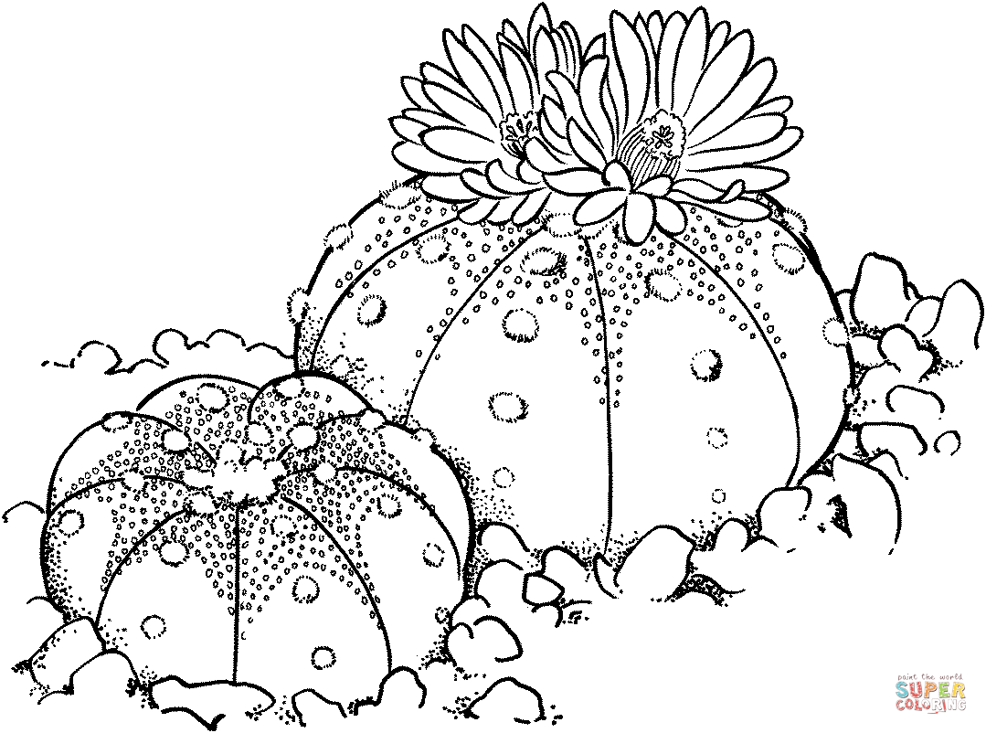 1079x802 Coloring Pages Impressive Cactus Coloring Sheet Lots