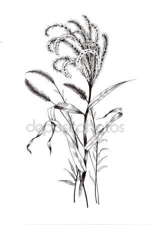 301x449 Sugar Cane Stem Branches And Leaf Vector Hand Drawn Illustration