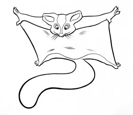 260x225 Information About Sugar Gliders A Fun And Unusual Pet Gliders