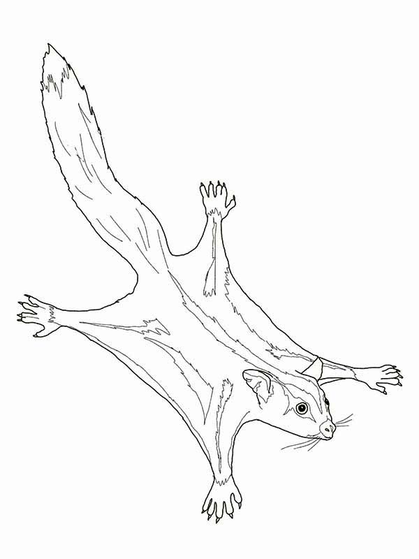 600x800 Sugar Glider Possum Coloring Page Color Luna