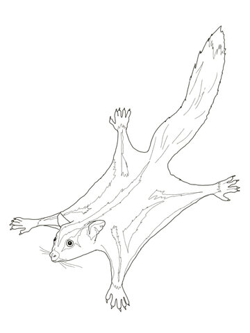 360x480 Sugar Glider Possum Coloring Page Free Printable Coloring Pages