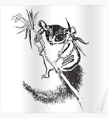 210x230 Sugar Glider Posters Redbubble