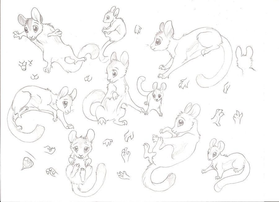 900x653 Sugar Glider Sketch Dump By Kokamo77
