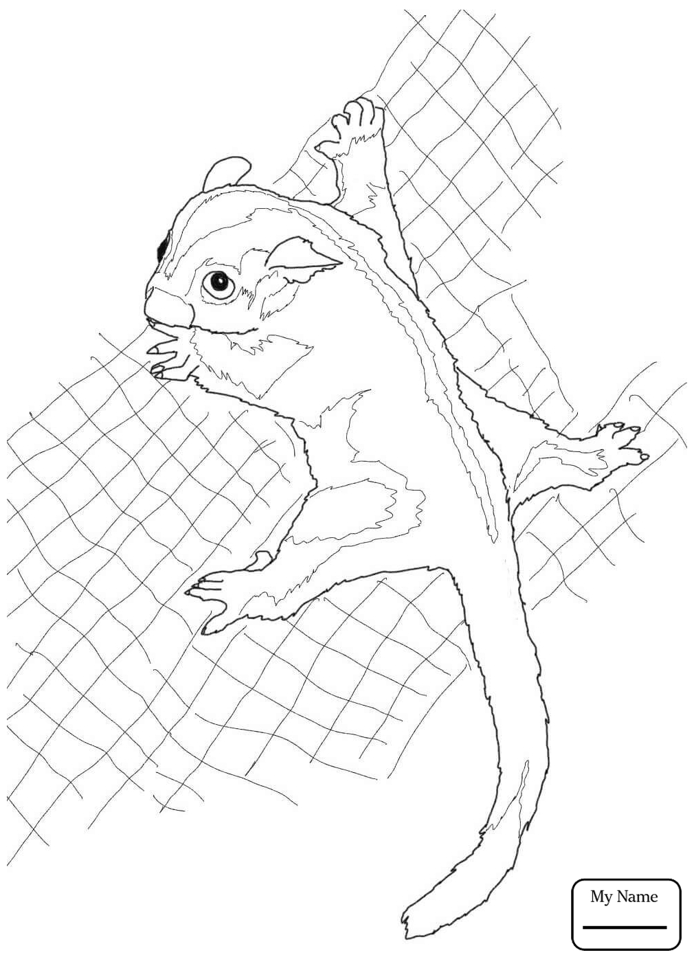 1010x1406 Coloring Pages Mammals Sugar Glider Possum Glid On Free Beanie Boo