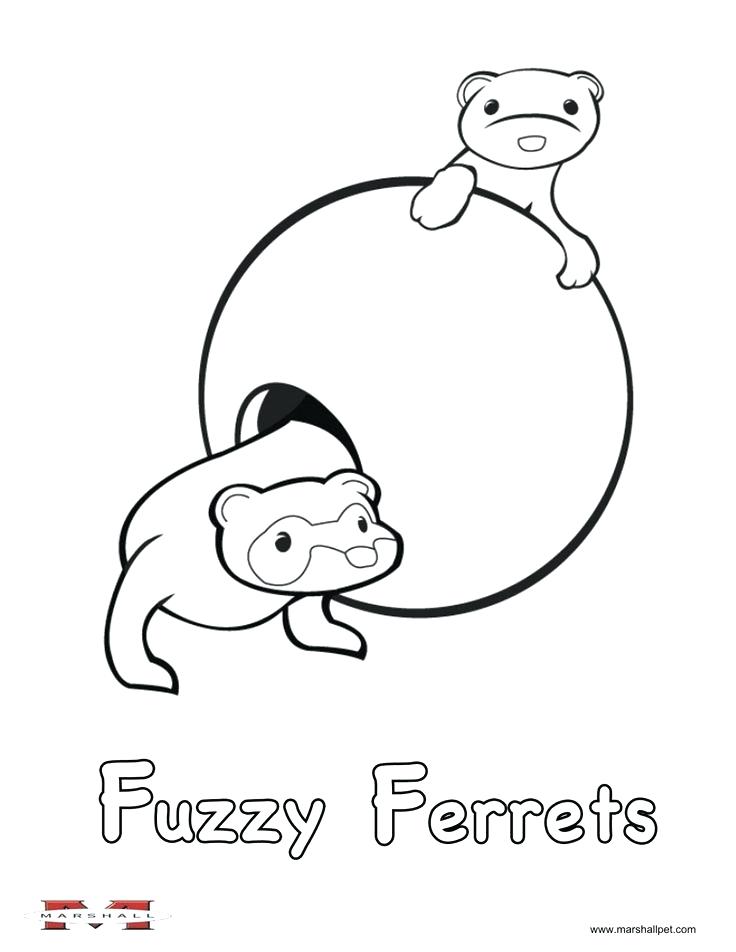 736x952 Ferret Coloring Pages Sugar Glider Page Colori On Sugar Skull