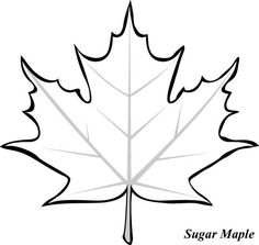 236x223 Learn How To Draw A Leaf, One Of The Maple Variety