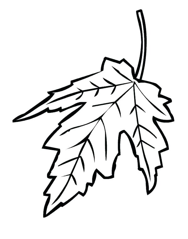 Sugar Maple Leaf Drawing at GetDrawings | Free download