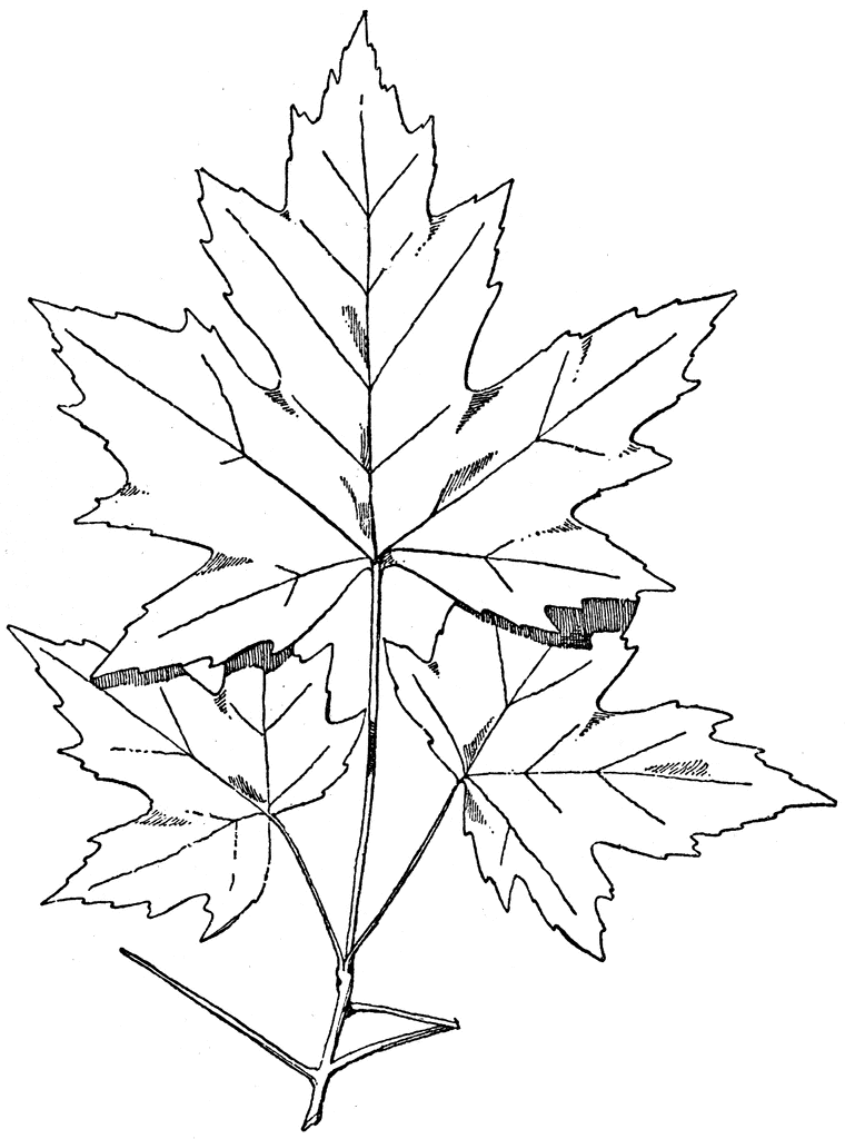 760x1024 Spray Of Sugar Maple Clipart Etc