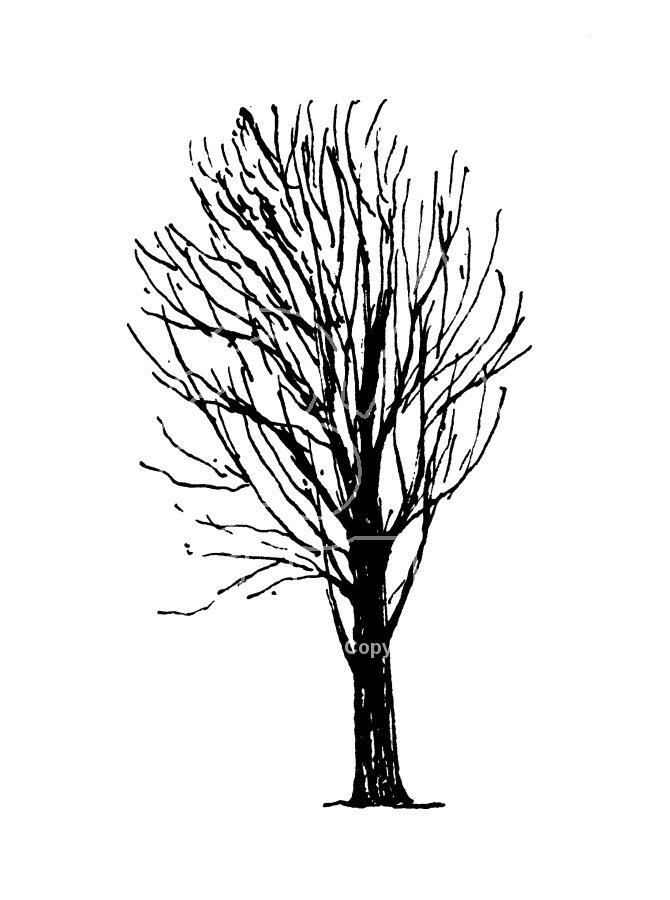 670x900 Forestry Commission