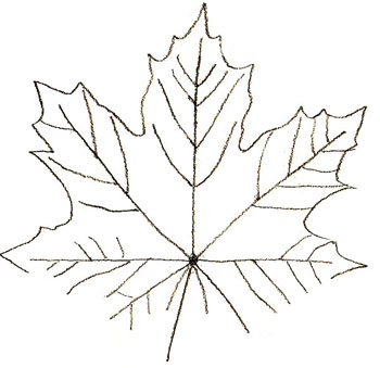 350x339 How To Draw Maple Leaves