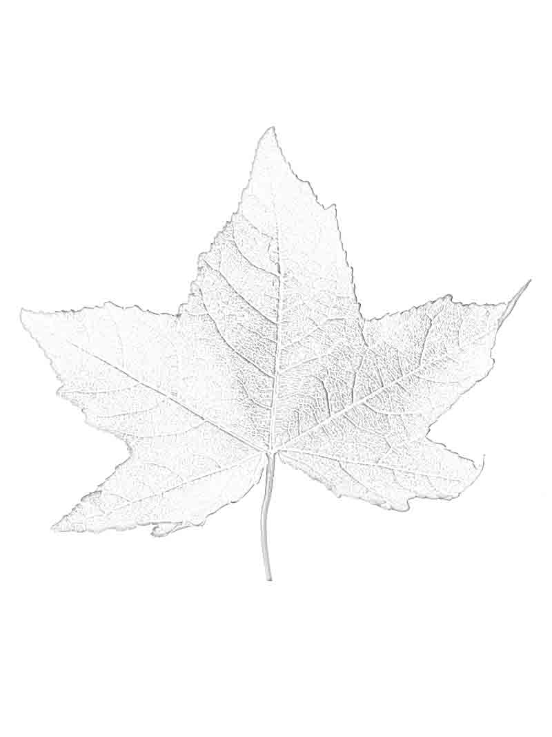 800x1067 Leaf, Sugar Maple In Autumn Colors