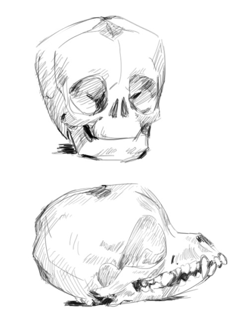 500x646 Chihuahua Skull Tumblr