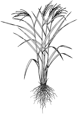 274x400 Introduction Lost Crops Of Africa Volume I Grains