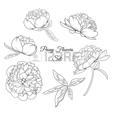 450x450 Peony Spring Summer Flowers Shrub Bloom Blossom Black And White