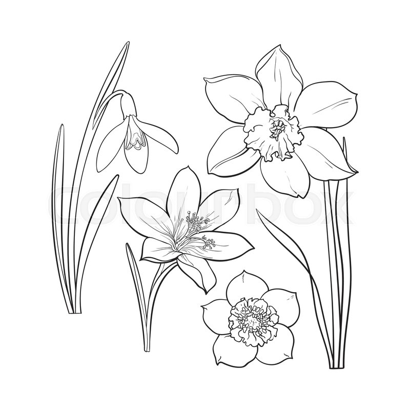 800x800 Set Of Summer Flowers, Daffodil, Snowdrop, Crocus, Sketch Vector