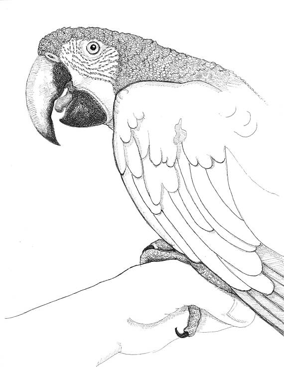 Sun Conure Drawing at GetDrawings | Free download