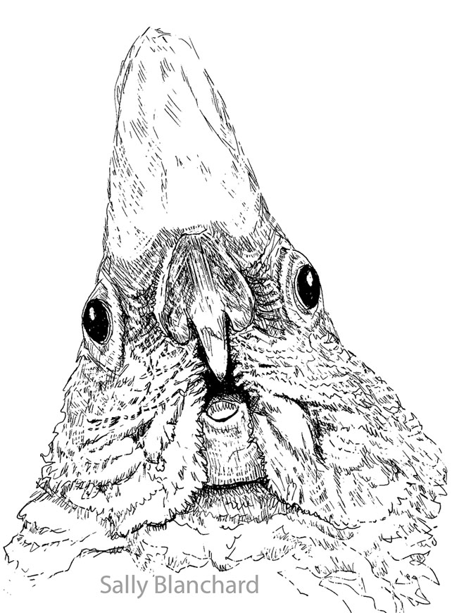 642x870 Sally Blanchard