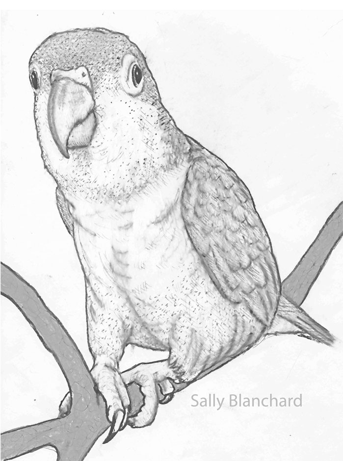 699x940 Sally Blanchard