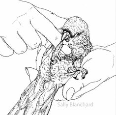 236x234 Sally Blanchard