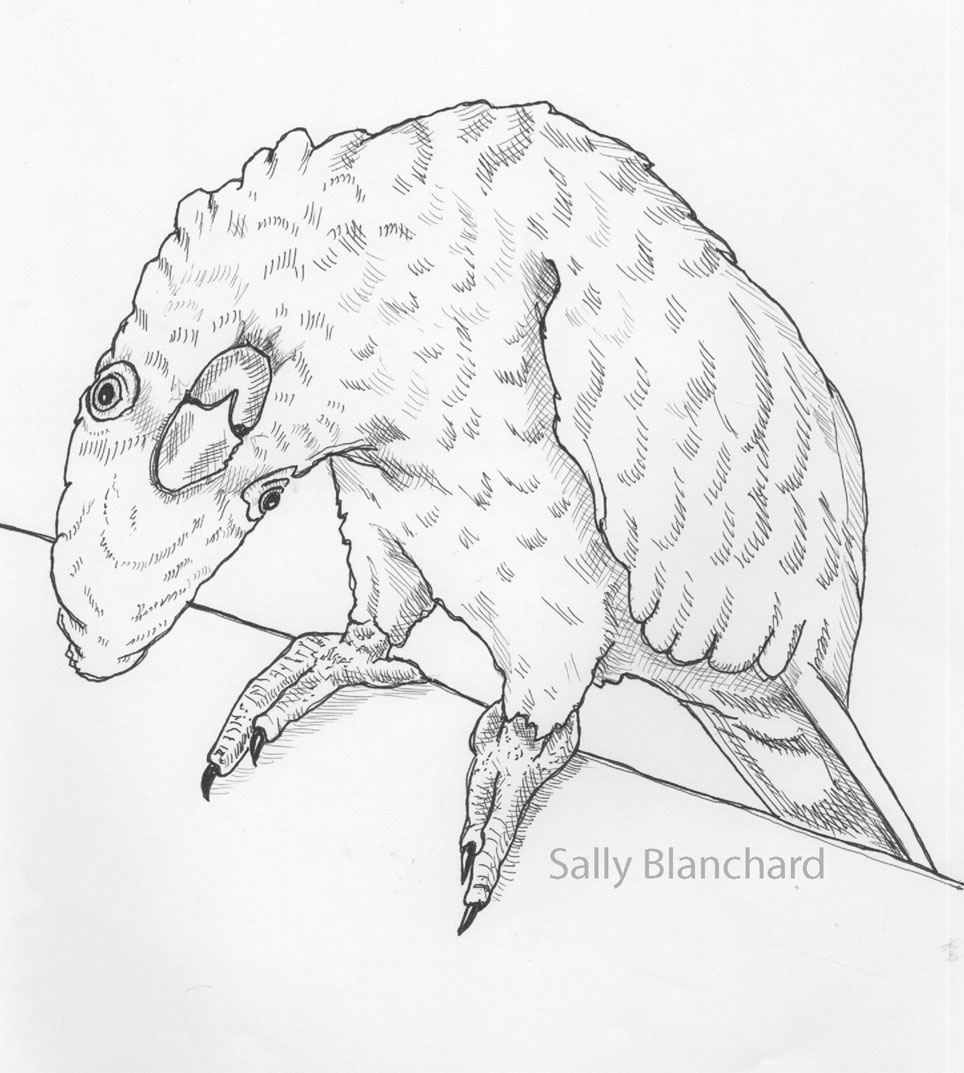 964x1073 Sally Blanchard Pen Drawing Curious Ducorp's Cockatoo Upside Down