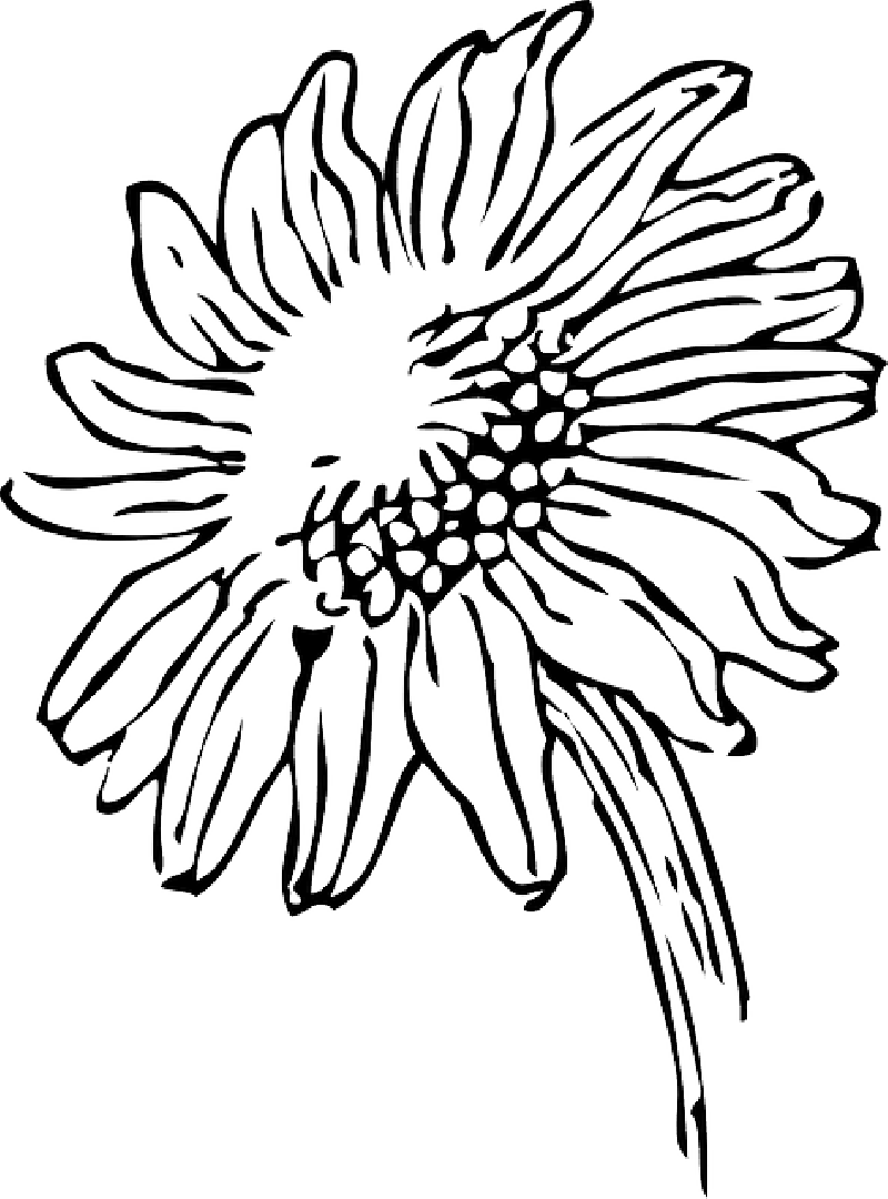 800x1080 Black, Outline, Drawing, Sketch, Sun, Flower, White
