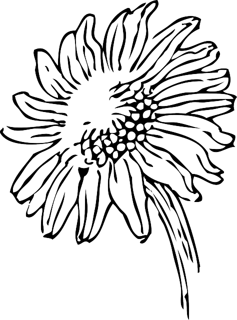 474x640 Black, Outline, Drawing, Sketch, Sun, Flower, White