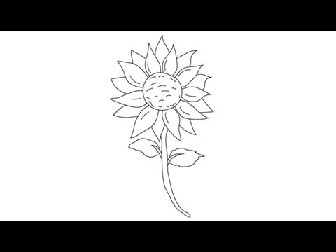 480x360 How To Draw A Sunflower