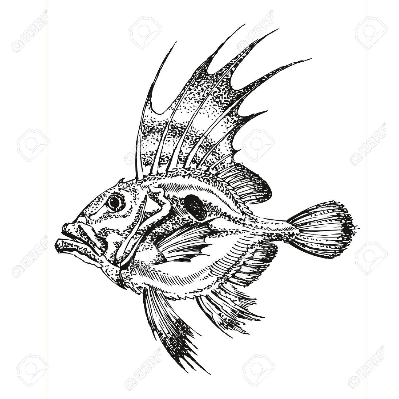 1300x1300 Ink Drawing Fish, Translated Into A Vector Royalty Free Cliparts