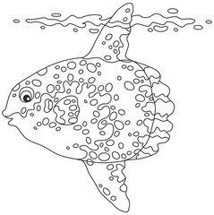 239x240 Search Photos Sunfish