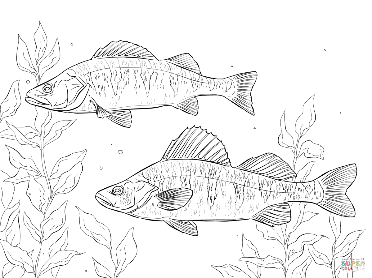 1199x899 Yellow Perch Coloring Page Free Printable Coloring Pages