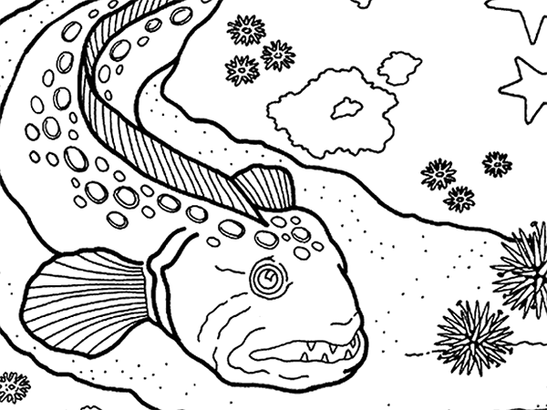 600x450 Coloring Pages