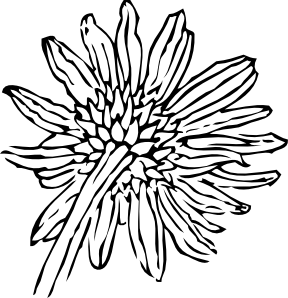 288x298 Back Of A Sunflower Clip Art