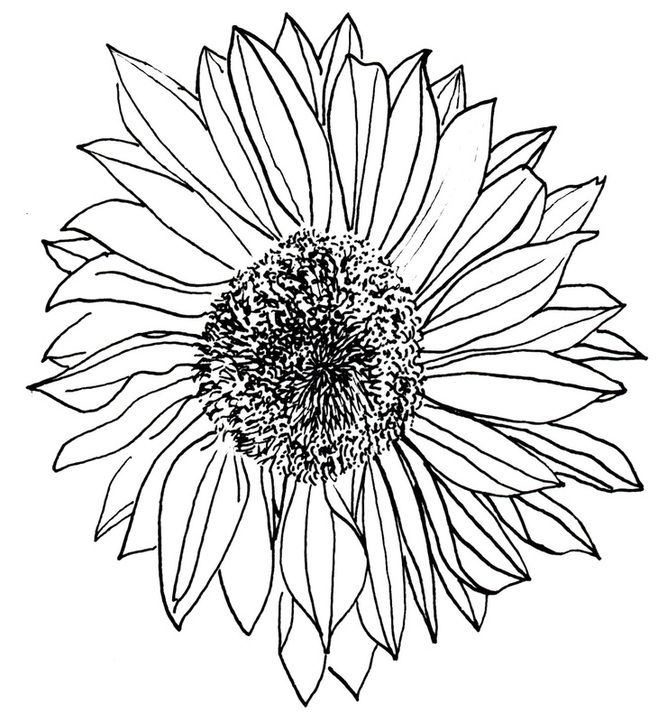 Sunflower Black And White Drawing at GetDrawings | Free download