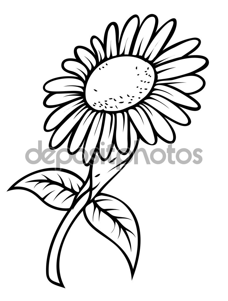 777x1023 Sunflower Drawings Clipart
