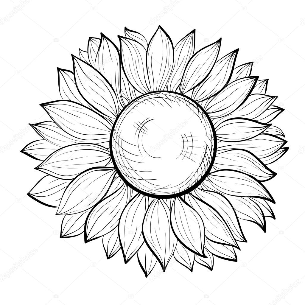 1024x1024 Beautiful Black And White Sunflower Isolated On White Background
