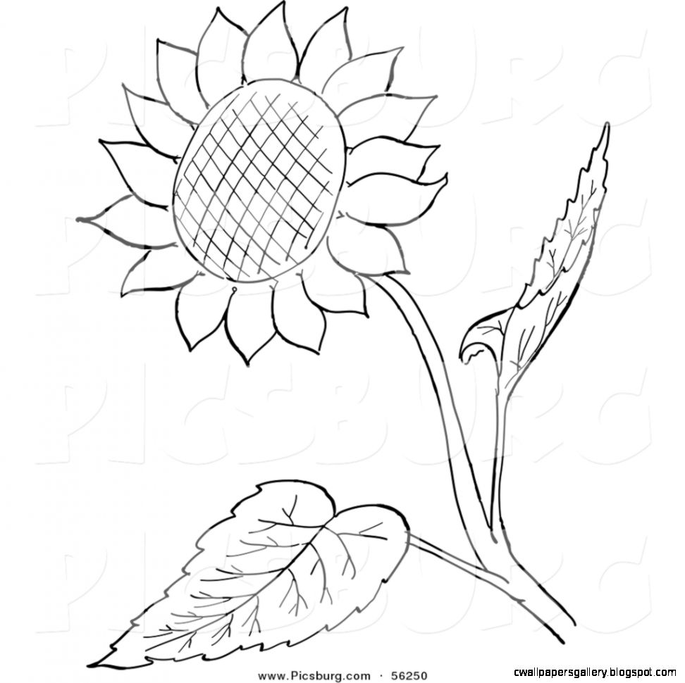 972x970 Black And White Sunflower Clipart Wallpapers Gallery