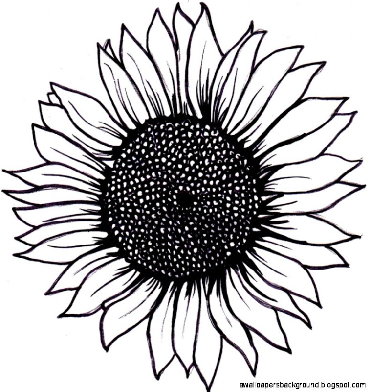 759x800 Black And White Sunflower Drawing Wallpapers Background