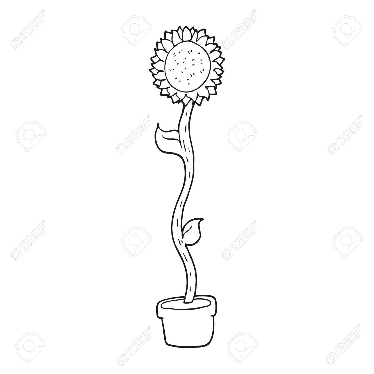 1300x1300 Freehand Drawn Black And White Cartoon Sunflower Royalty Free