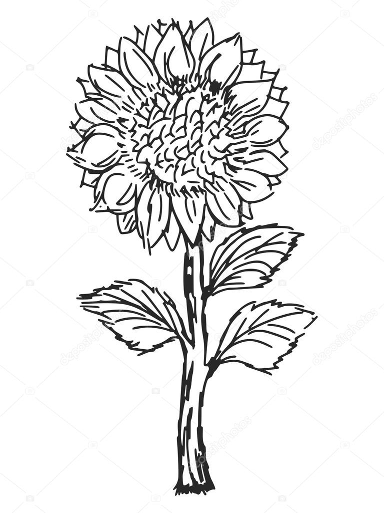 768x1024 Sunflower Stock Vector Perysty
