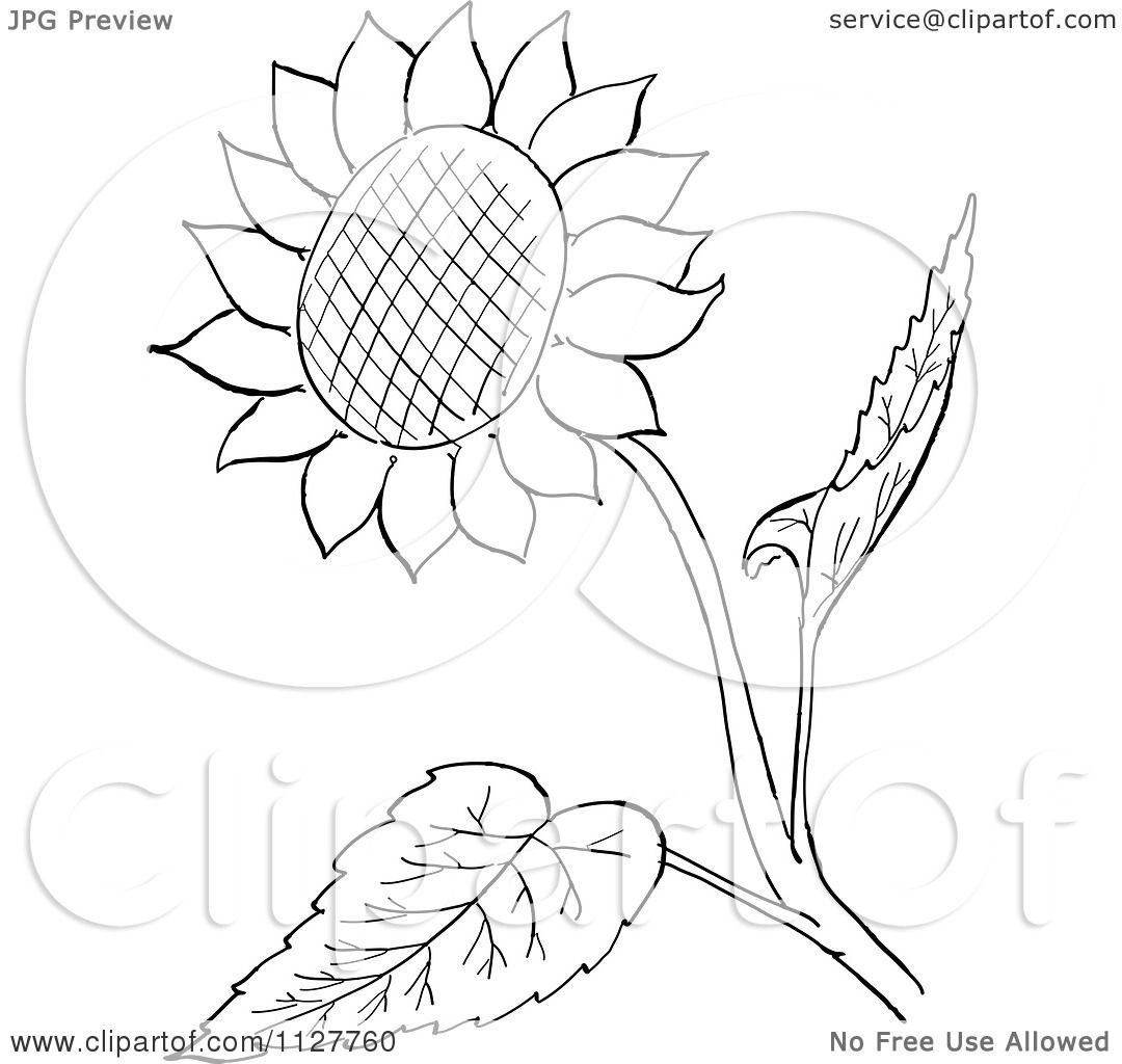 1080x1024 Cartoon Of A Retro Vintage Black And White Sunflower And Leaves