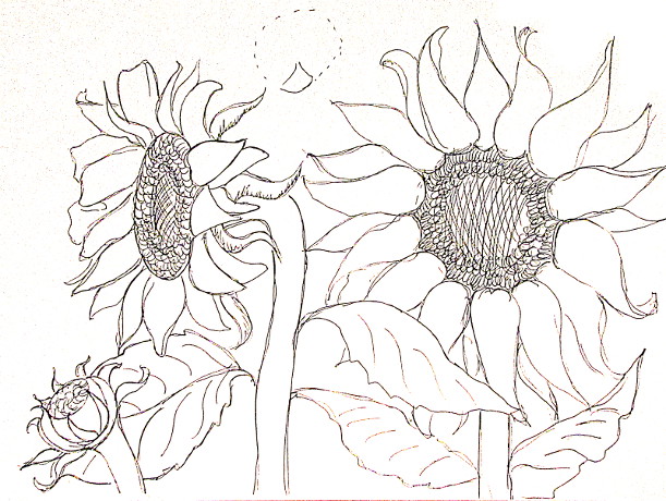 611x460 How To Draw Sunflowers