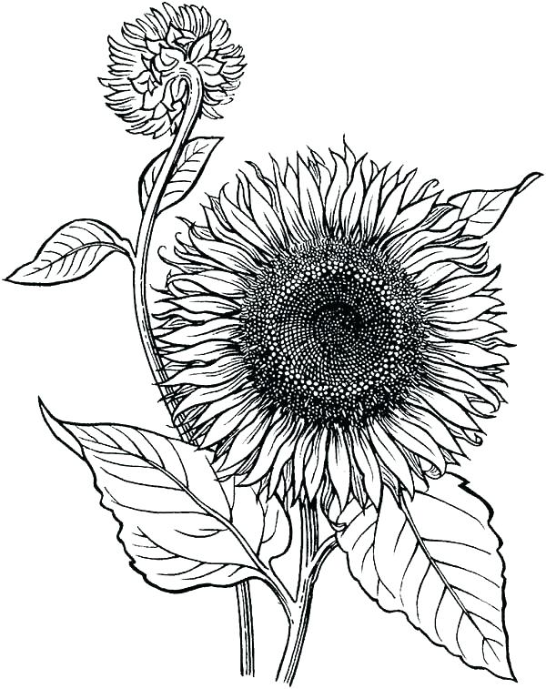 600x757 Picture Of A Sunflower To Color Sunflower Pictures To Color Plants